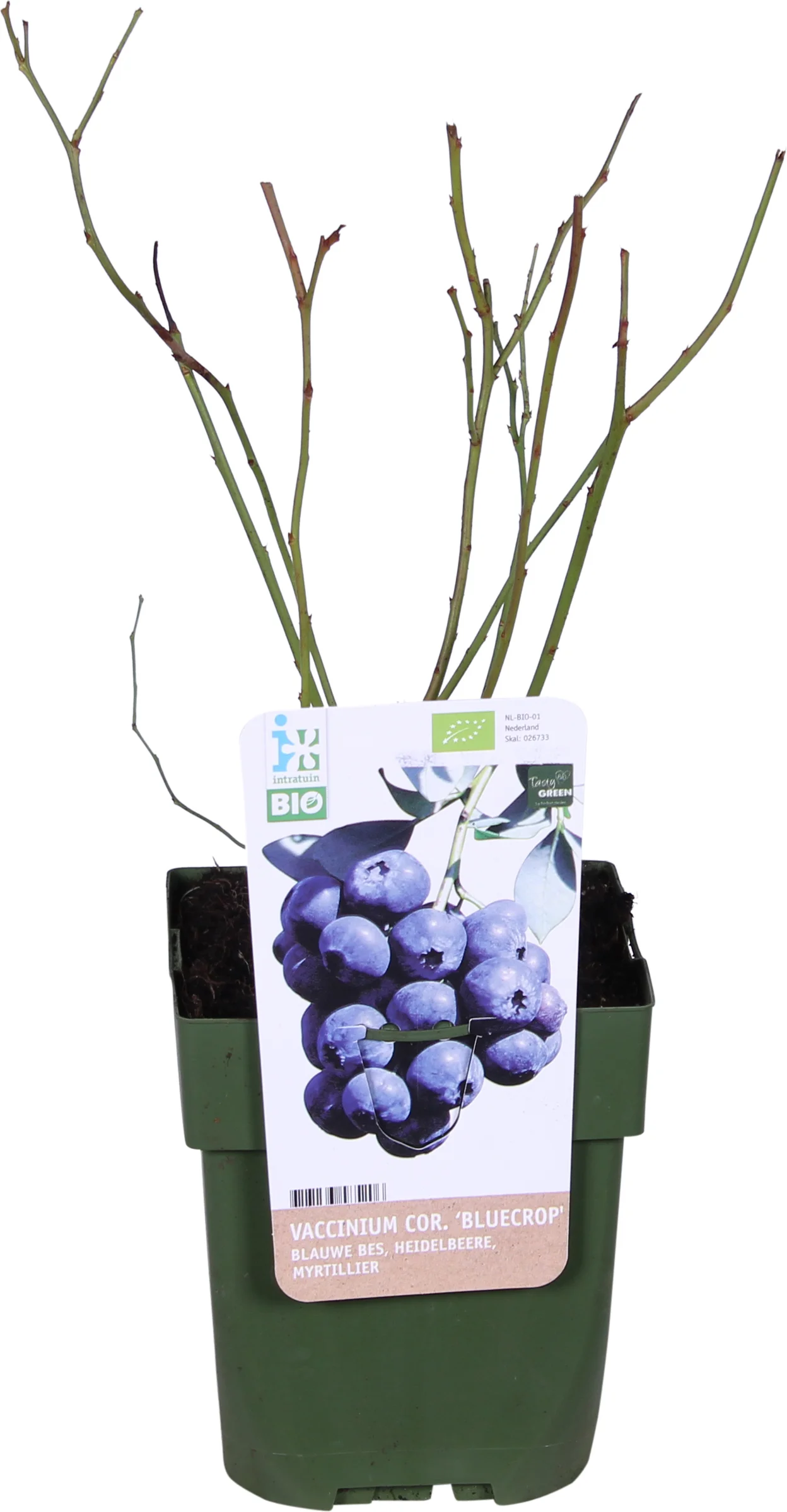 Biologische Blauwe bes (Vaccinium corymbosum 'Bluecrop') D 13 H 40 cm