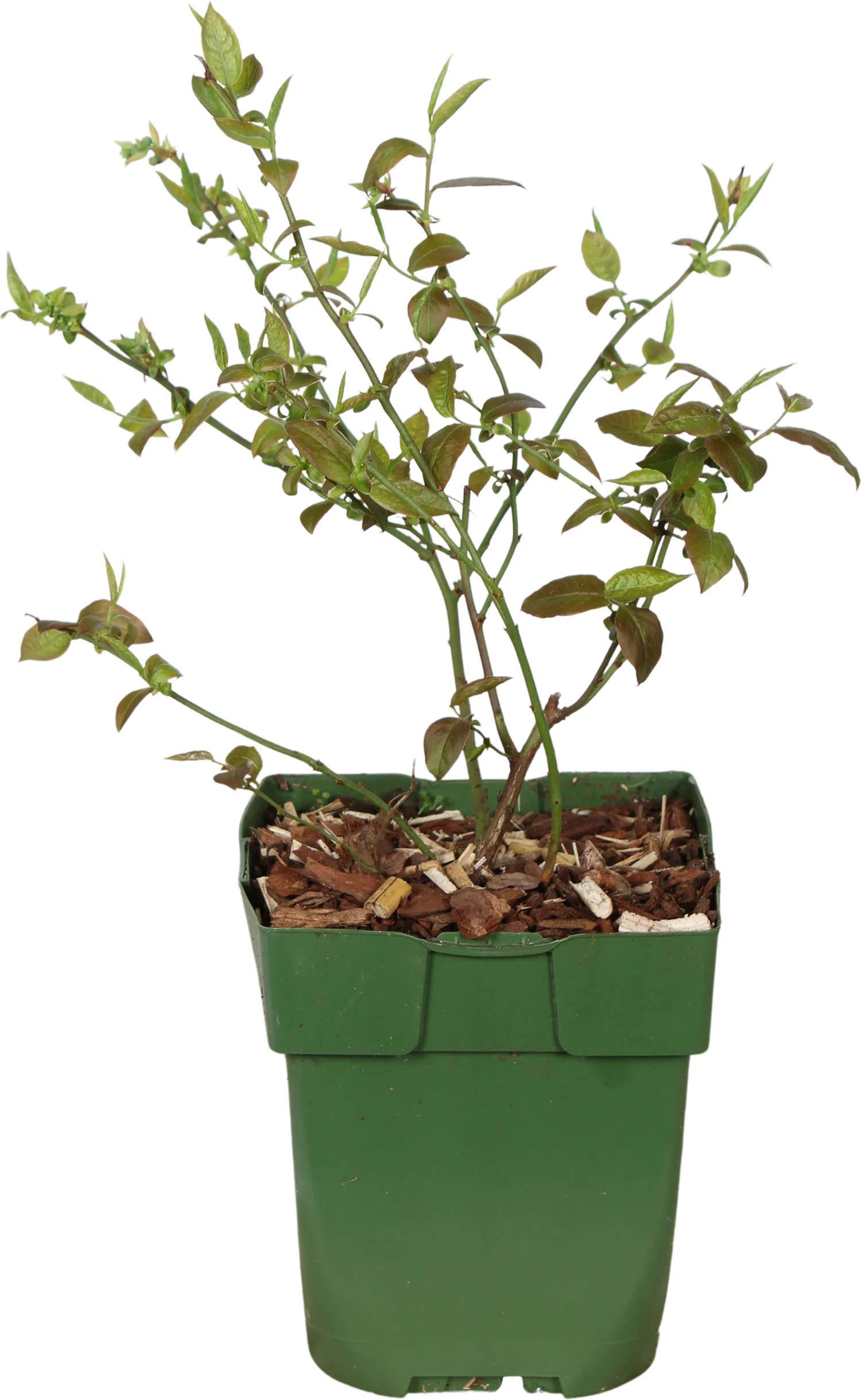 Biologische Blauwe bes (Vaccinium corymbosum 'Brigitta Blue') D 13 H 40 cm