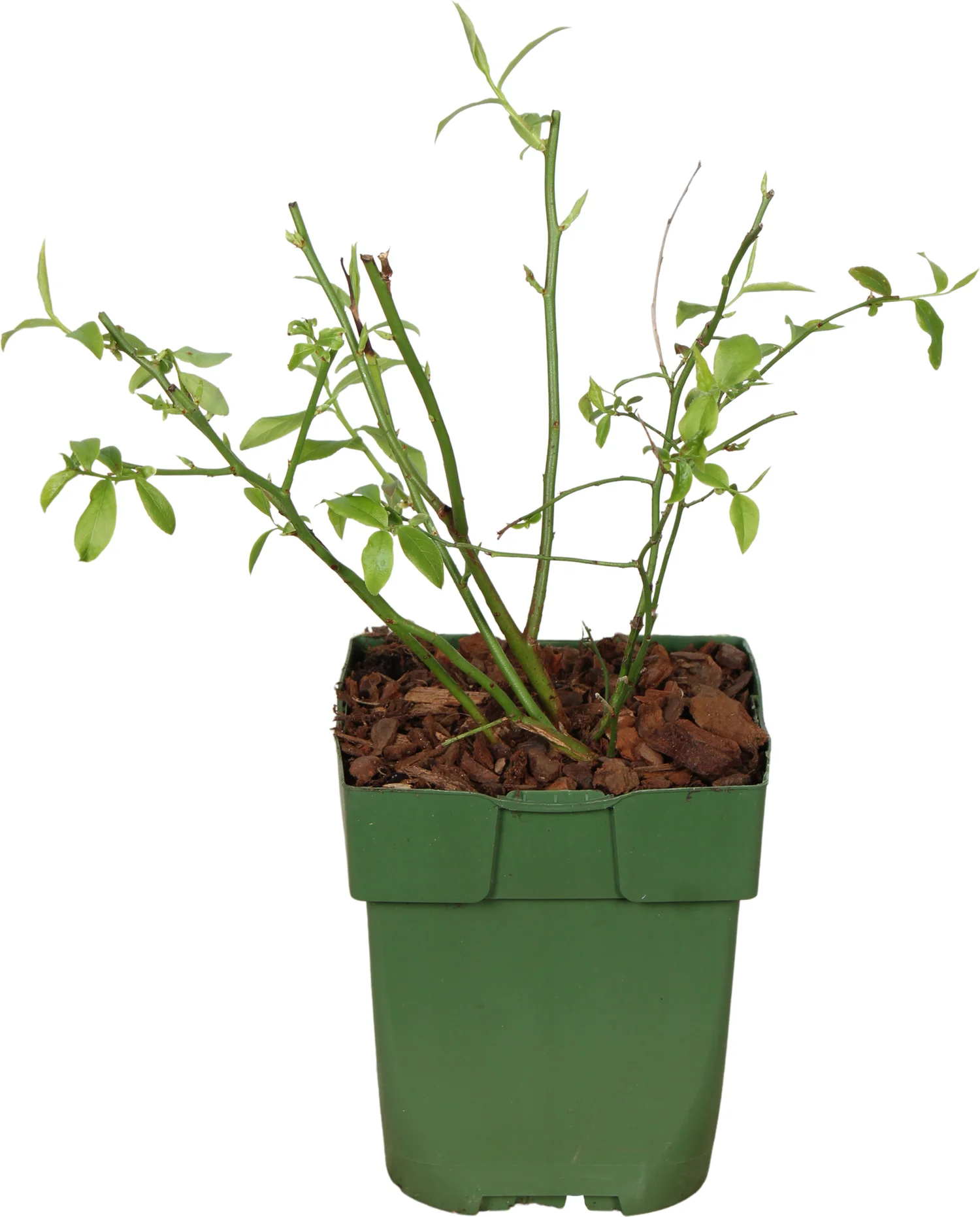 Biologische Roze Bosbes (Vaccinium corymbosum 'Pink Lemonade') D 13 H 40 cm
