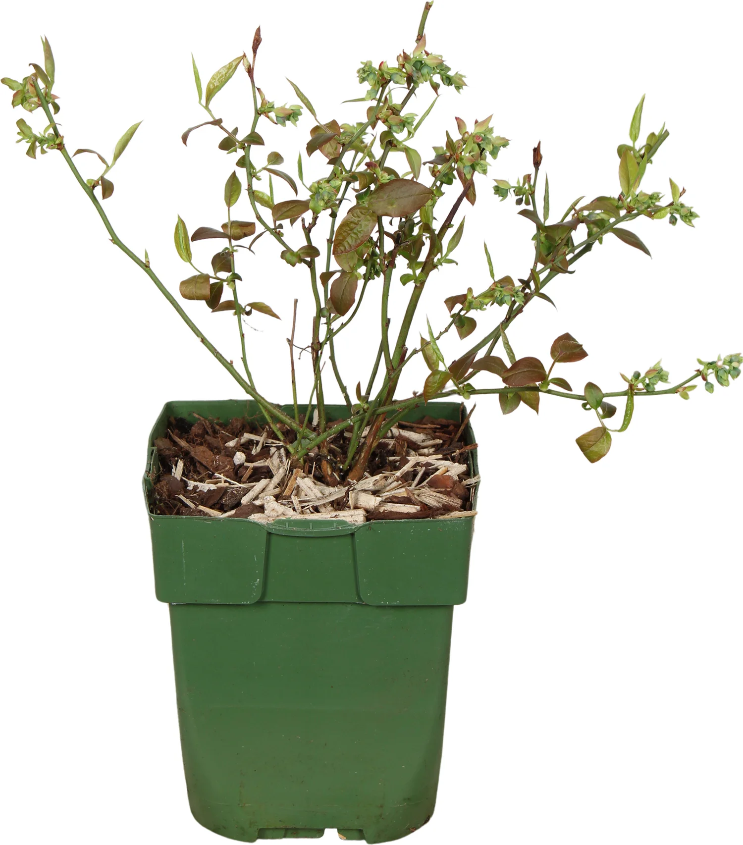 Biologische Blauwe bes (Vaccinium corymbosum 'Reka®') D 13 H 40 cm