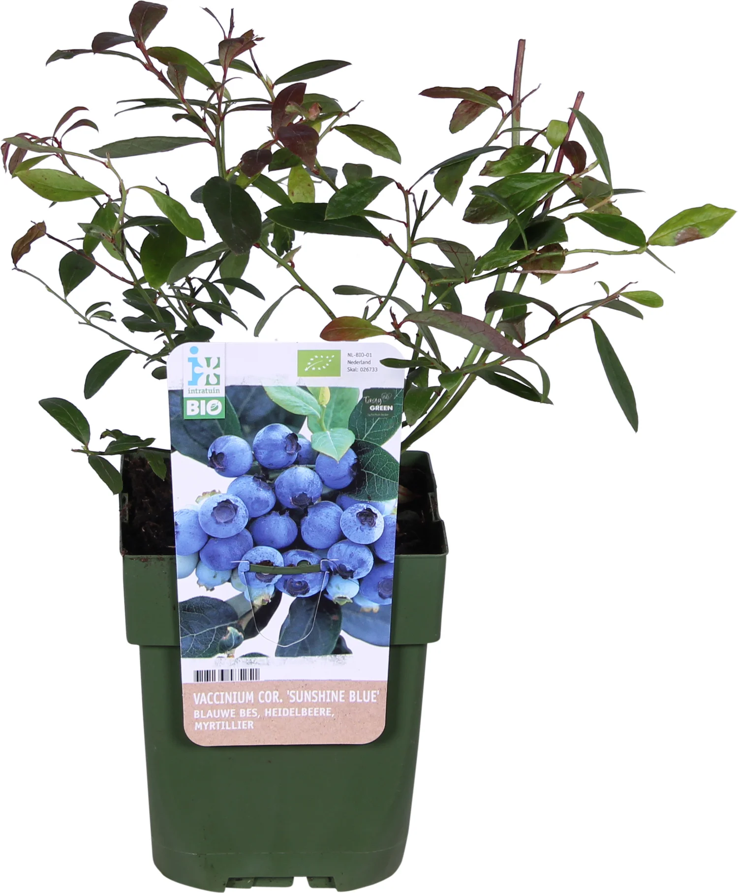 Biologische Blauwe bes (Vaccinium corymbosum 'Sunshine Blue') D 13 H 40 cm