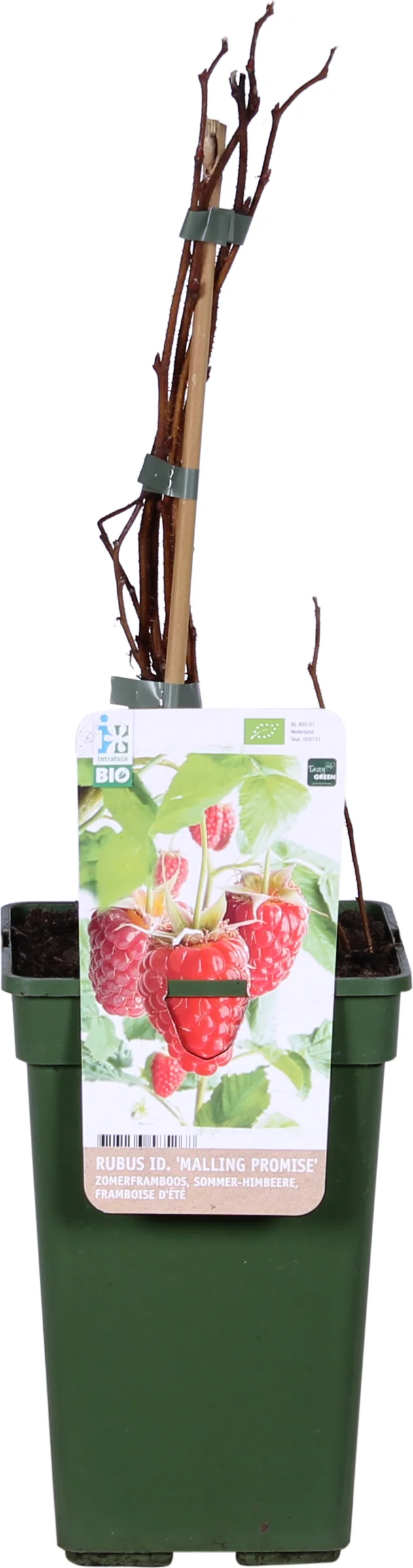 Biologische Zomerframboos (Rubus idaeus 'Malling Promise') D 19 H 60 cm