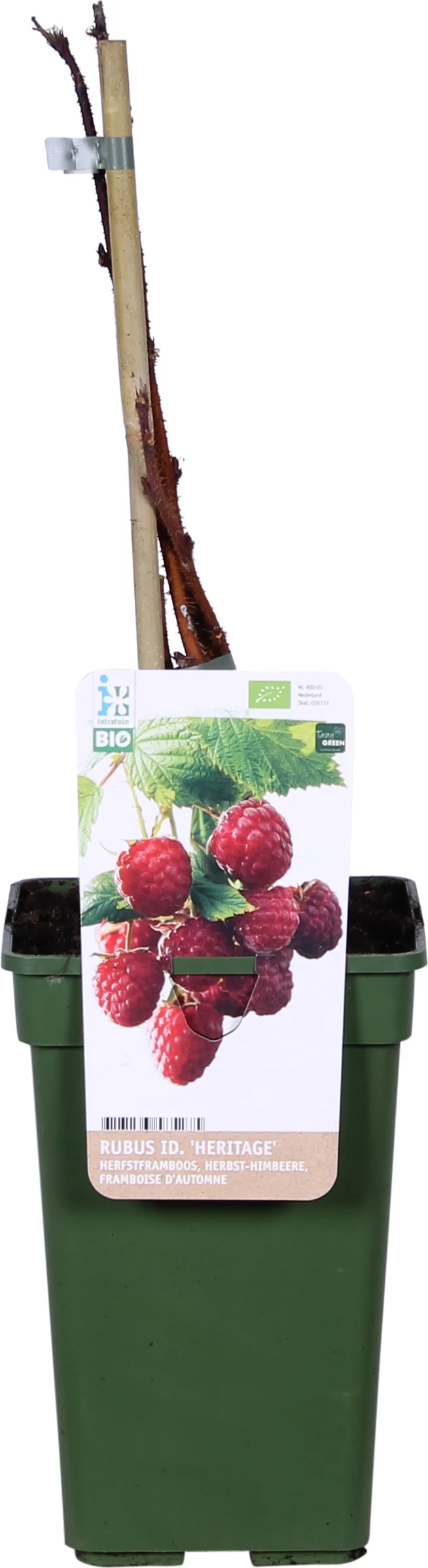 Biologische Herfstframboos (Rubus idaeus 'Heritage') D 19 H 60 cm