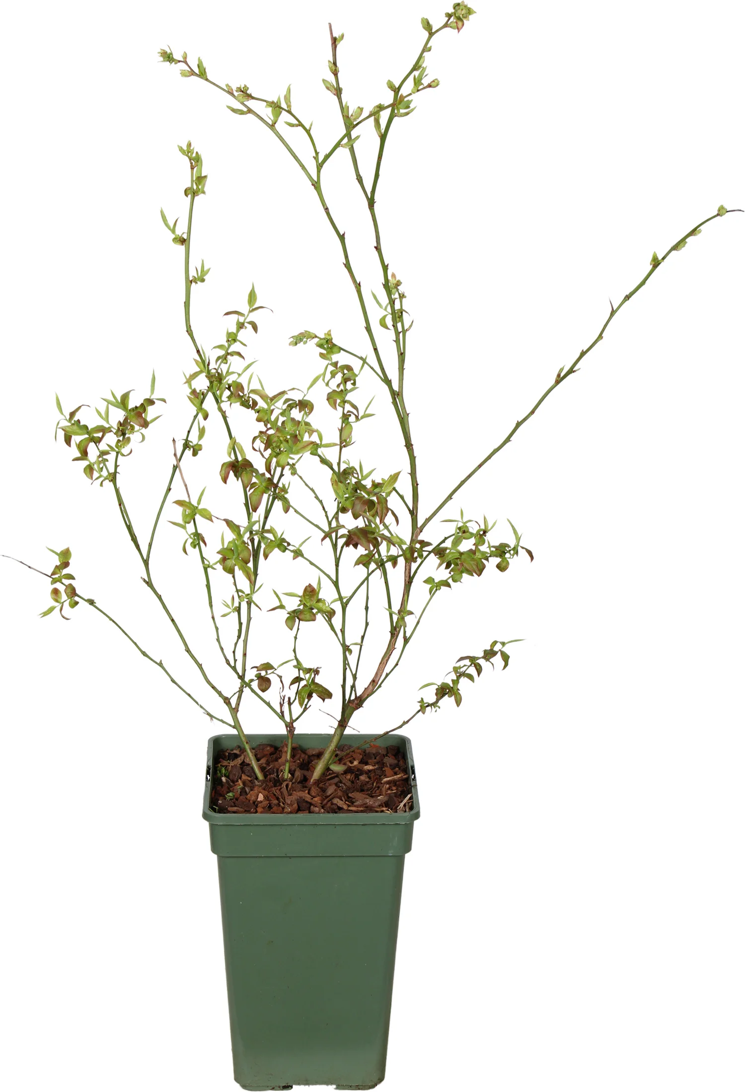 Biologische Blauwe bes (Vaccinium corymbosum 'Reka®') D 19 H 60 cm