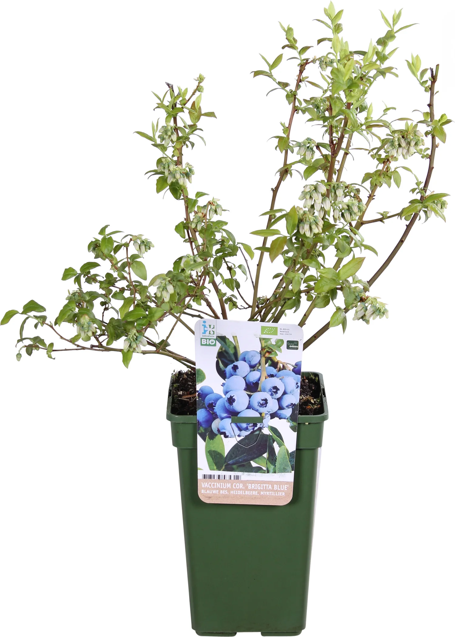Biologische Blauwe bes (Vaccinium corymbosum 'Brigitta Blue') D 19 H 60 cm