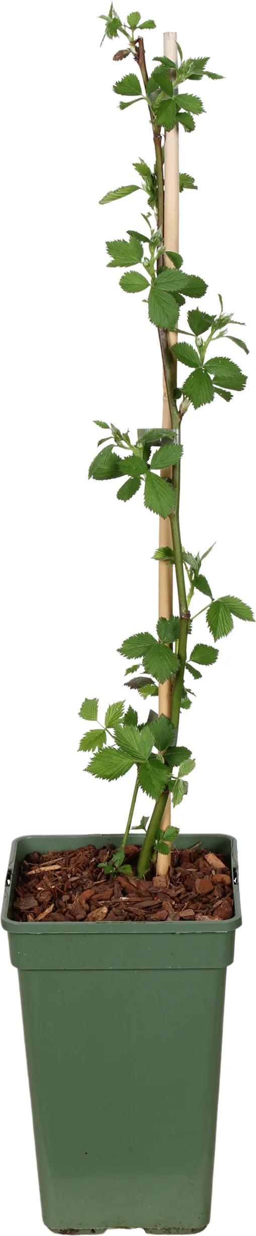 Biologische Braam (Rubus fruticosus 'Navaho Big and Early®') D 19 H 60 cm