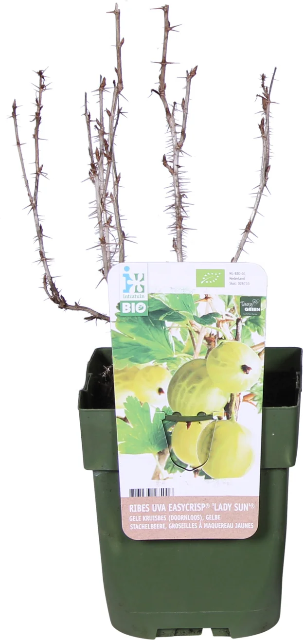 Biologische Rode kruisbes (Ribes uva 'Lady Late®') D 19 H 60 cm