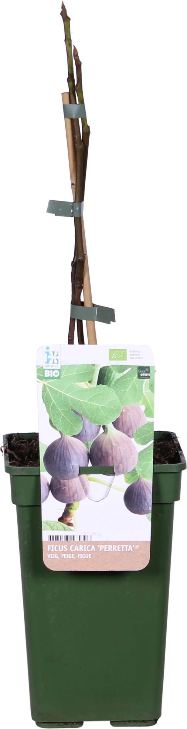 Biologische Vijg (Ficus carica 'Perretta®') D 19 H 60 cm