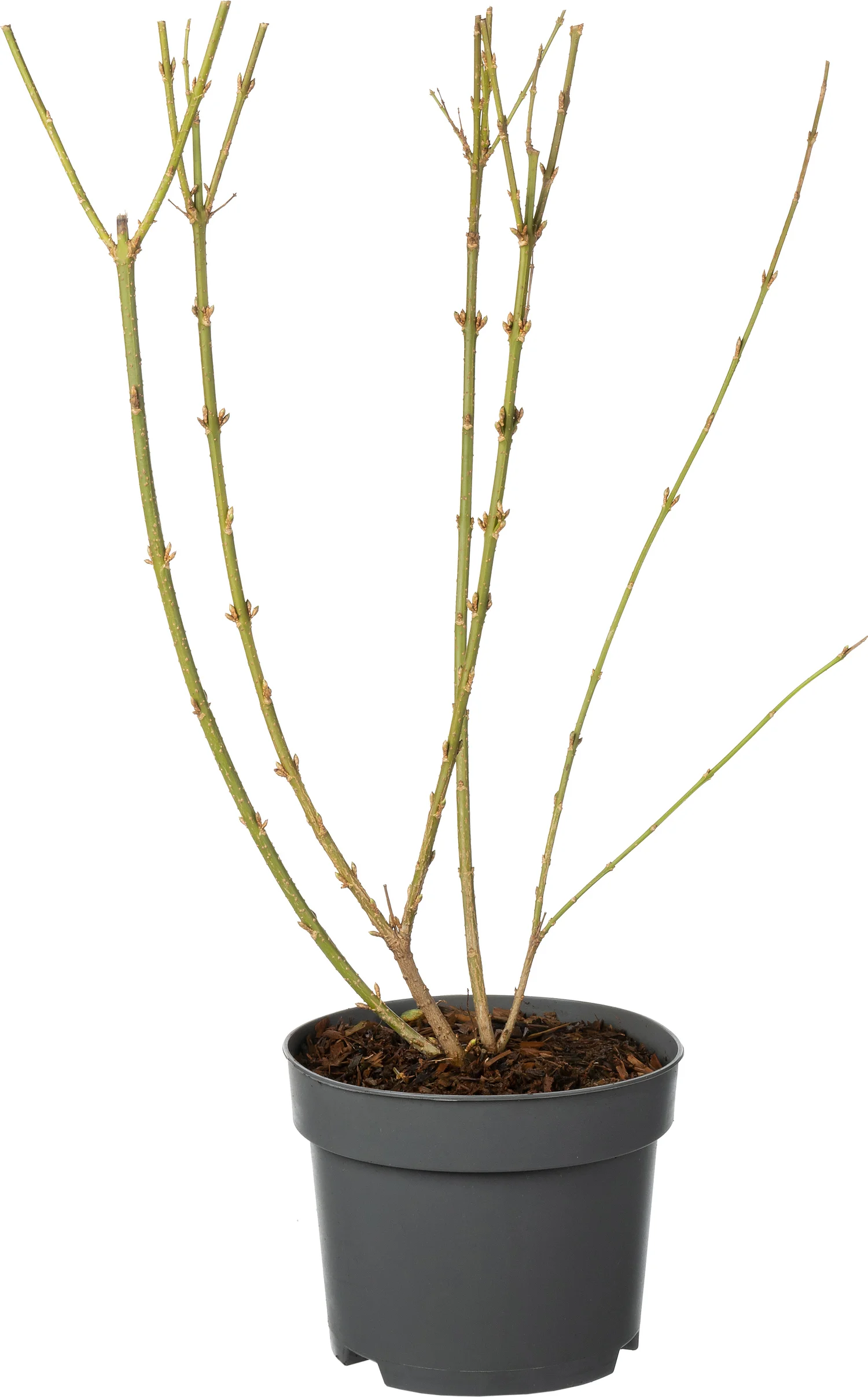 Chinees klokje (Forsythia intermedia 'Minigold') D 17 H 40 cm