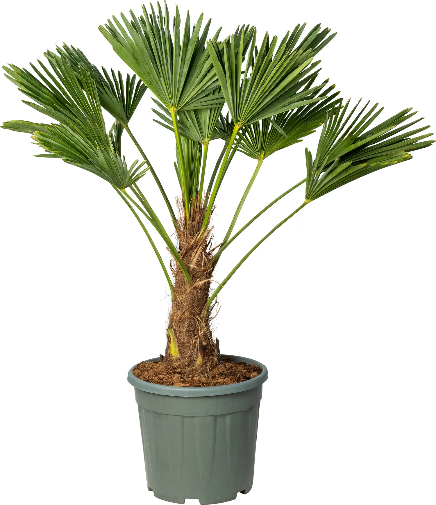 Chinese Waaierpalm (trachycarpus wagnerianus) D 38 H 60 cm