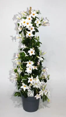 Dipladenia (Mandevilla 'Diamantina') D 24 H 110 cm