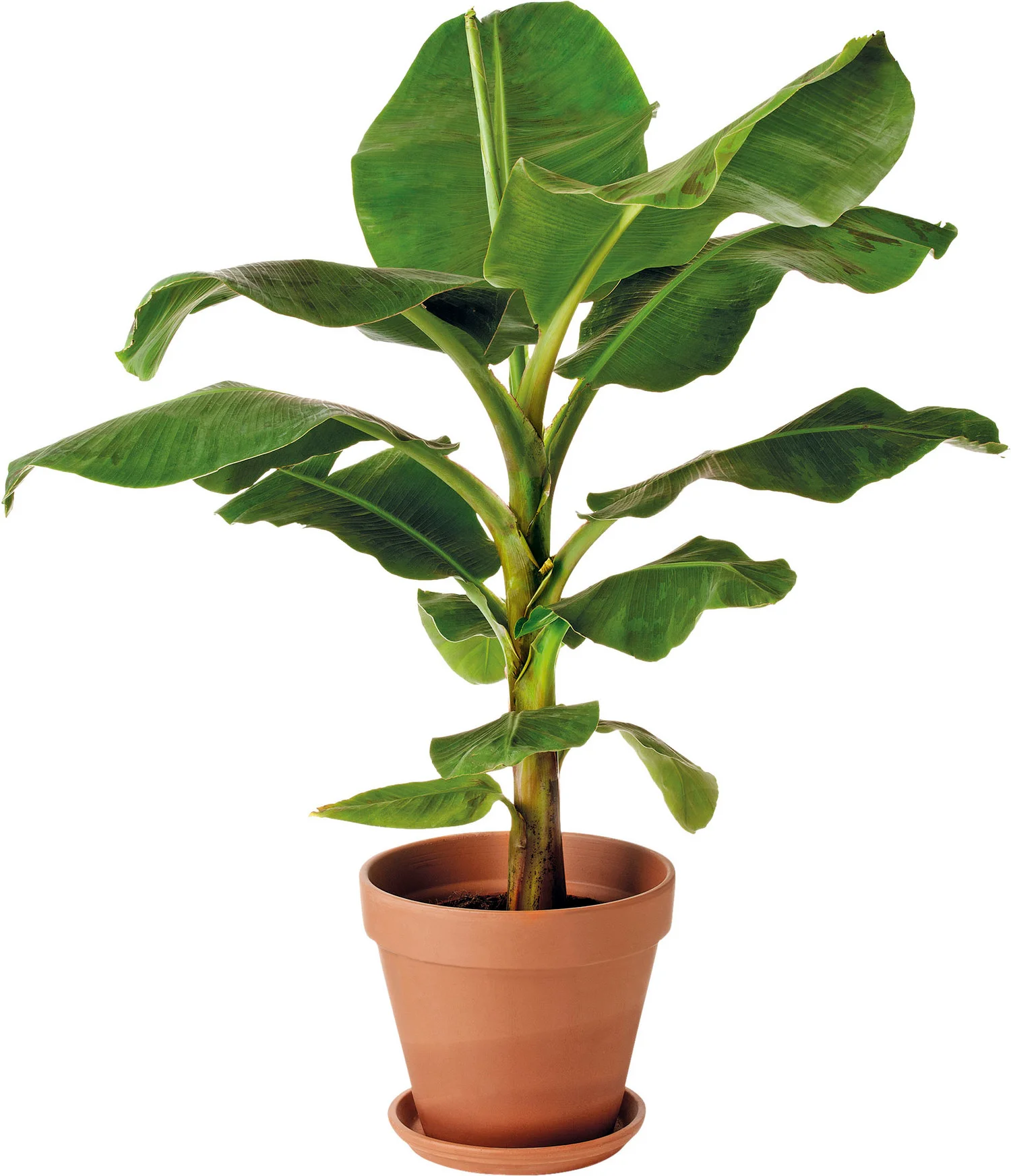 Bananenplant (Musa) D 28 H 80 cm