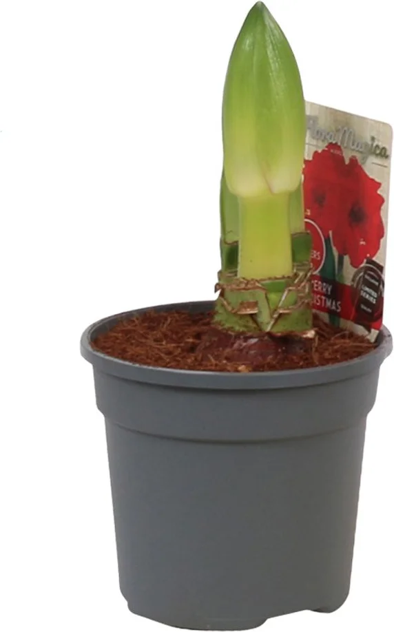 Amaryllis (Hippeastrum 'Merry Christmas') D 13 H 25 cm