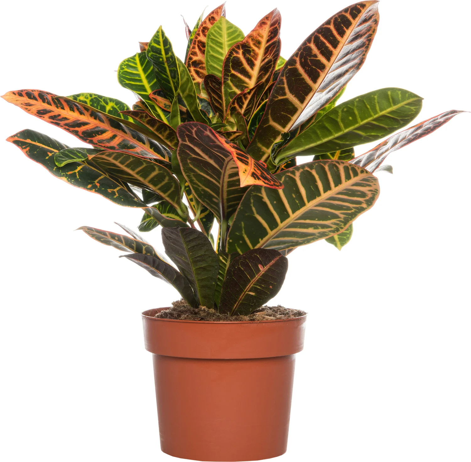 Croton (Codiaeum variegatum 'Petra') D 17 H 50 cm