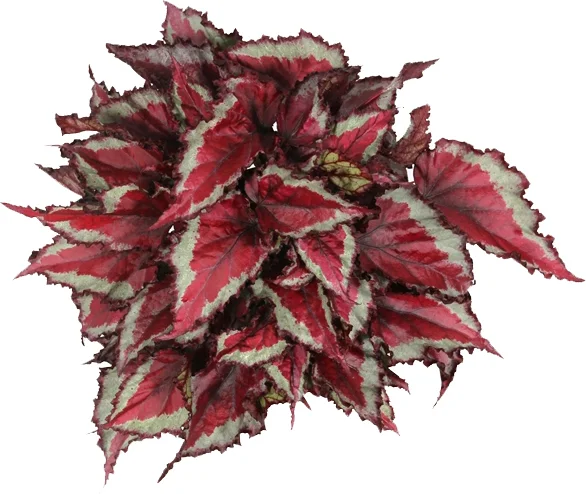Bladbegonia (Begonia rex (MC) 'Spitfire') D 12 H 25 cm