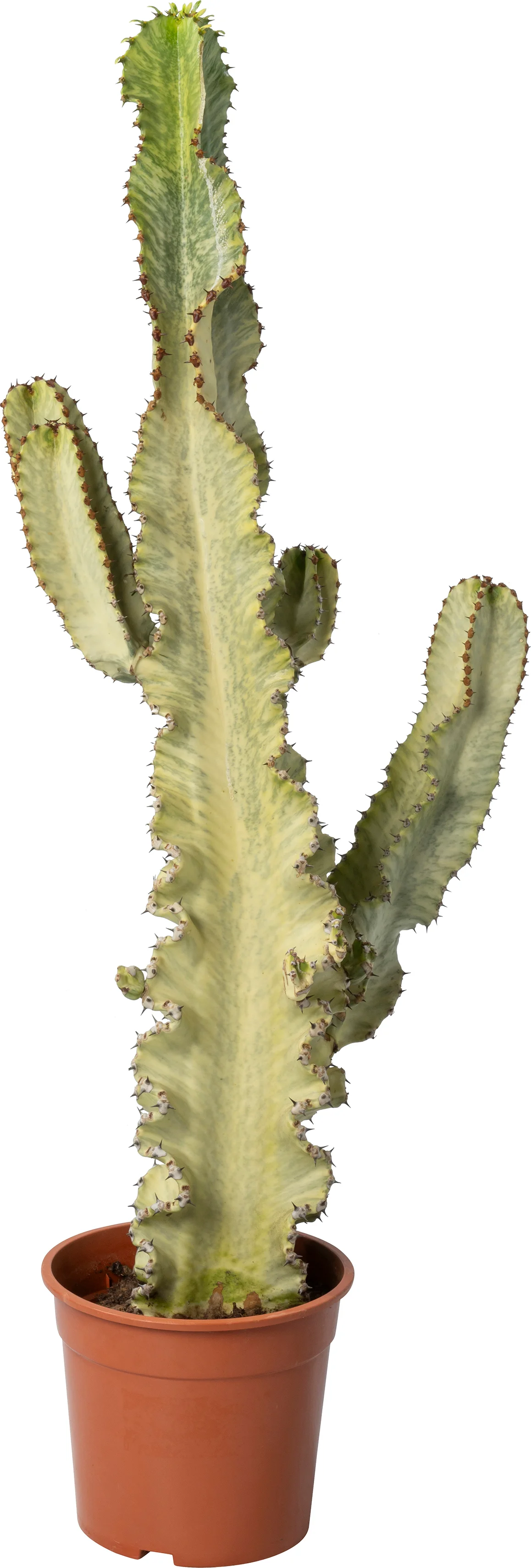 Cowboy-cactus (Euphorbia ingens 'Marmorata' D 26 H 70 cm