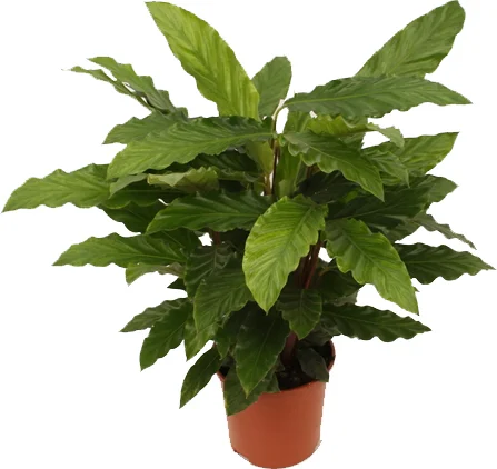 Calathea (Calathea rufibarba 'Miroscha') D 14 H 35 cm
