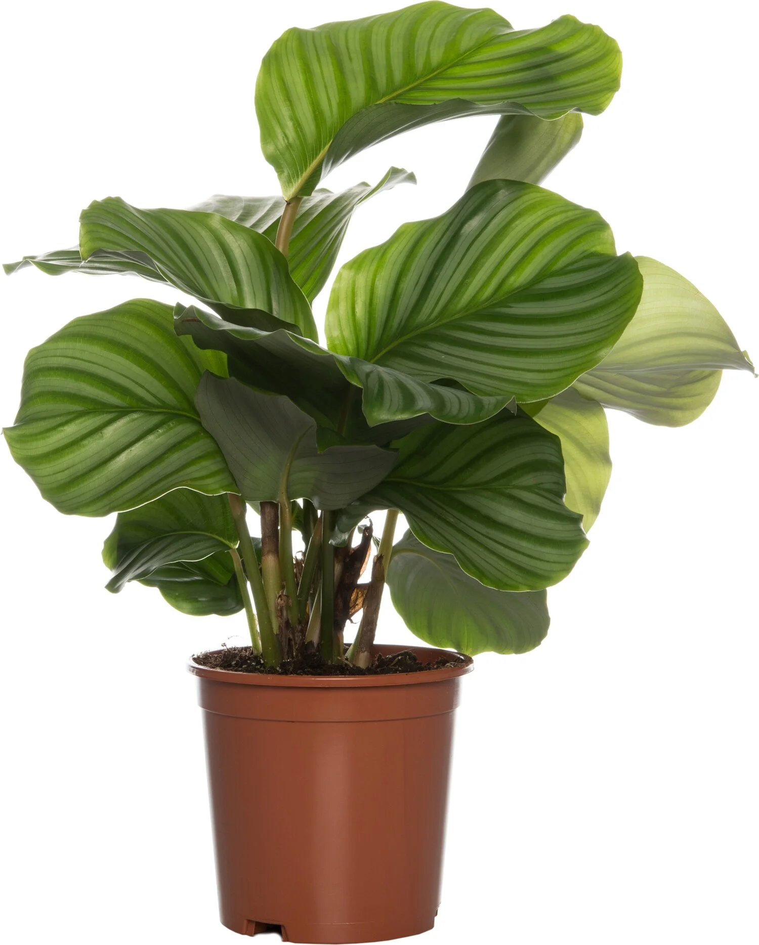 Calathea (Calathea orbifolia) D 14 H 50 cm