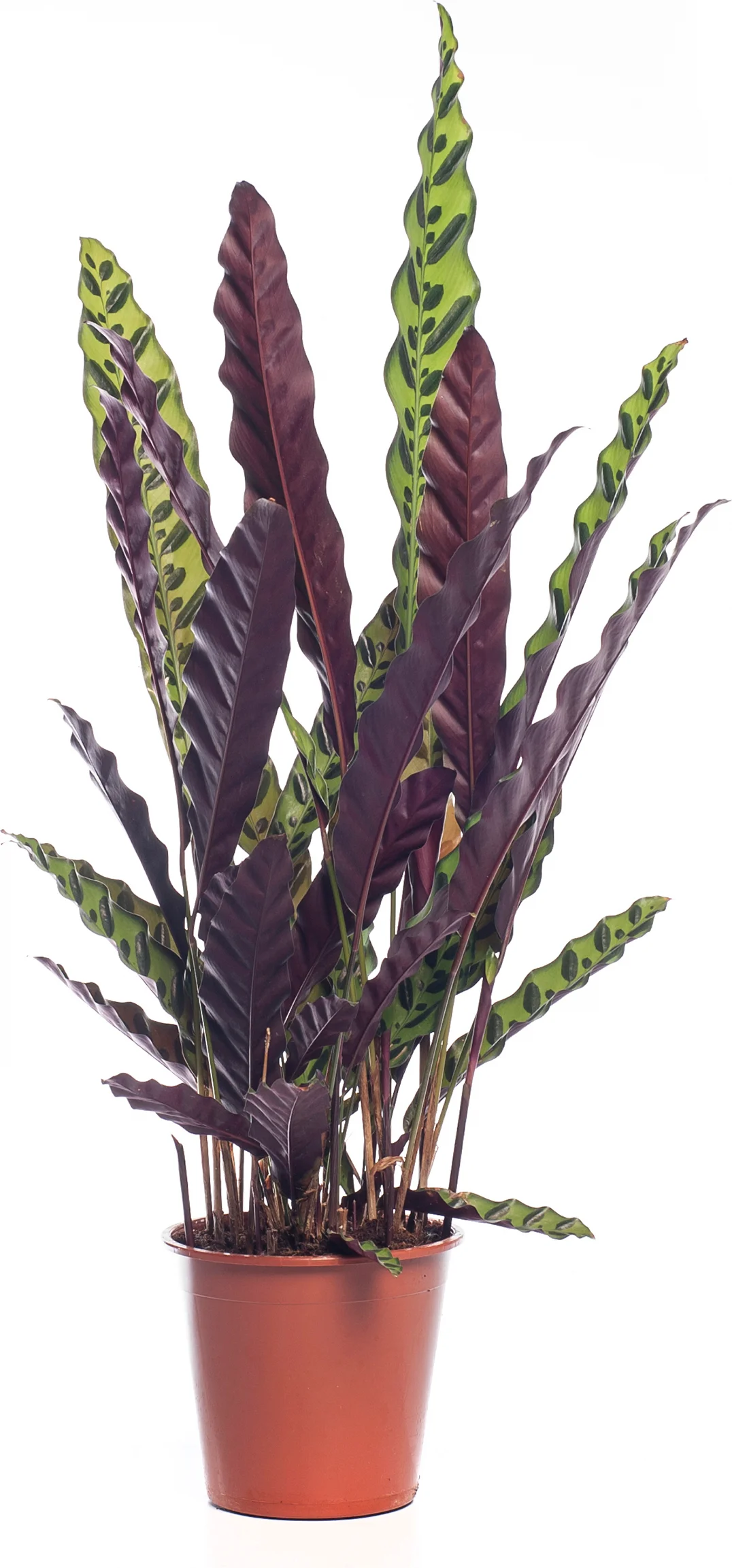Calathea (Calathea lancifolia 'Insigne') D 19 H 75 cm