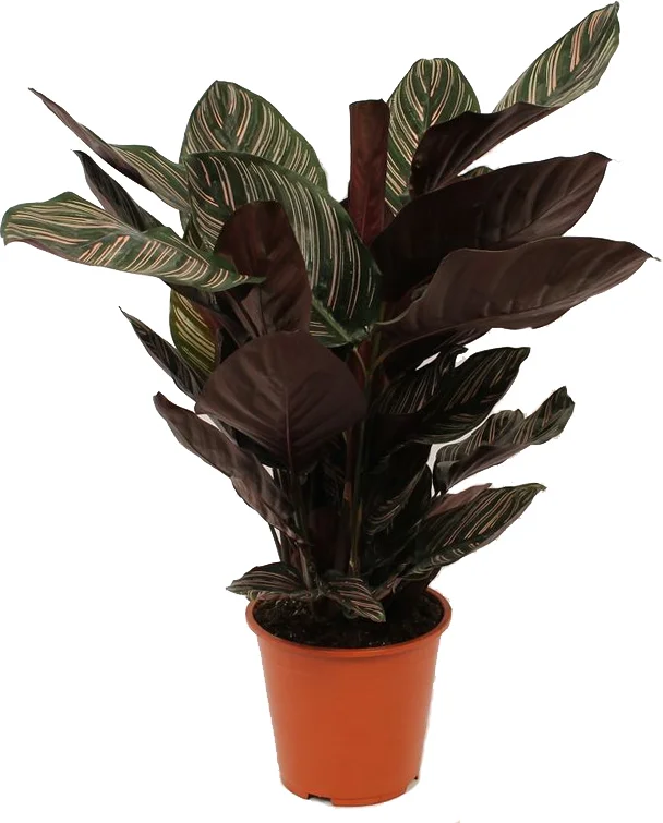 Calathea (Calathea sanderiana 'Ornata') D 19 H 80 cm