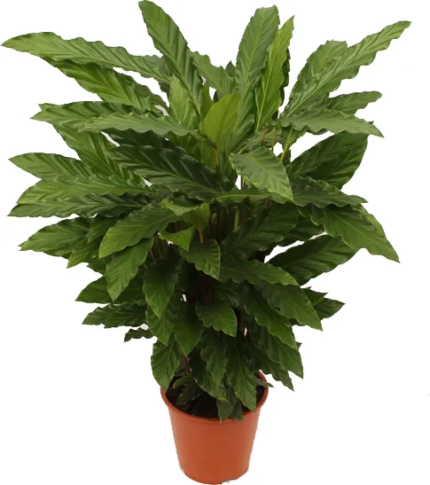 Calathea (Calathea rufibarba 'Miroscha') D 19 H 75 cm