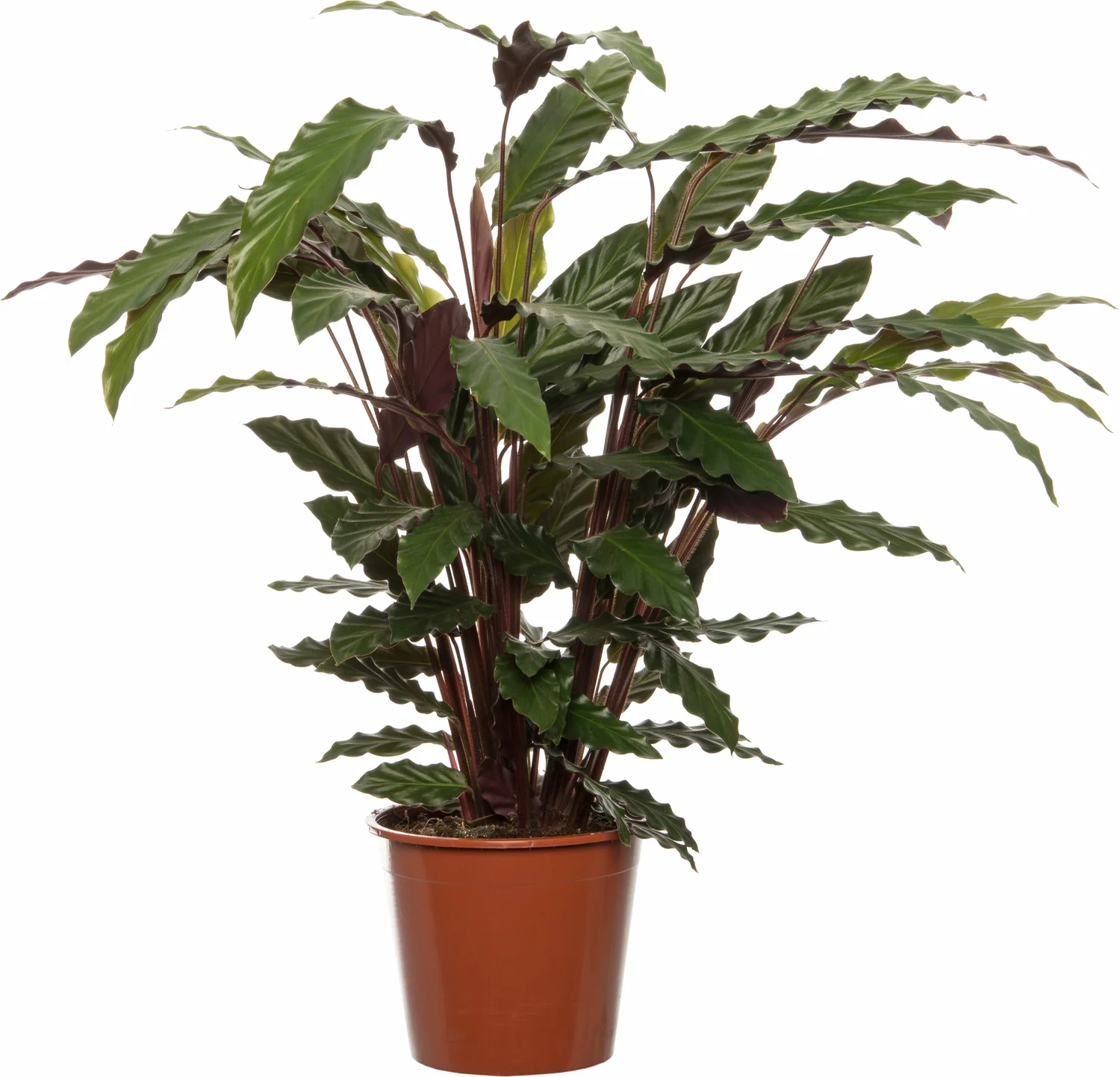 Calathea (Calathea rufibarba) D 19 H 80 cm