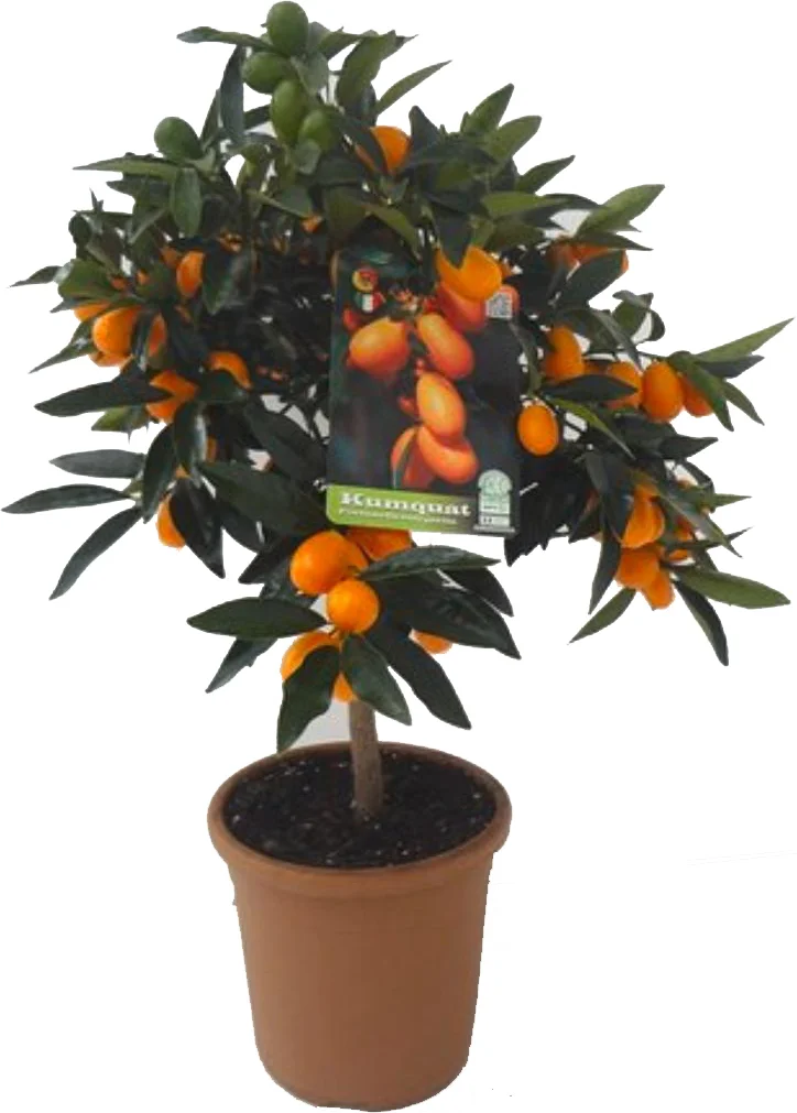 Chinese kumquat (Citrus sinensis 'Kumquat') D 20 H 80 cm
