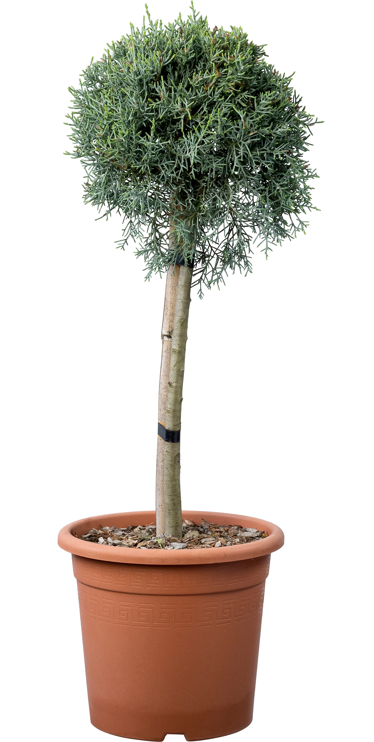 Blauwe cypres (Cupressus 'Glauca') D 24 H 60 cm