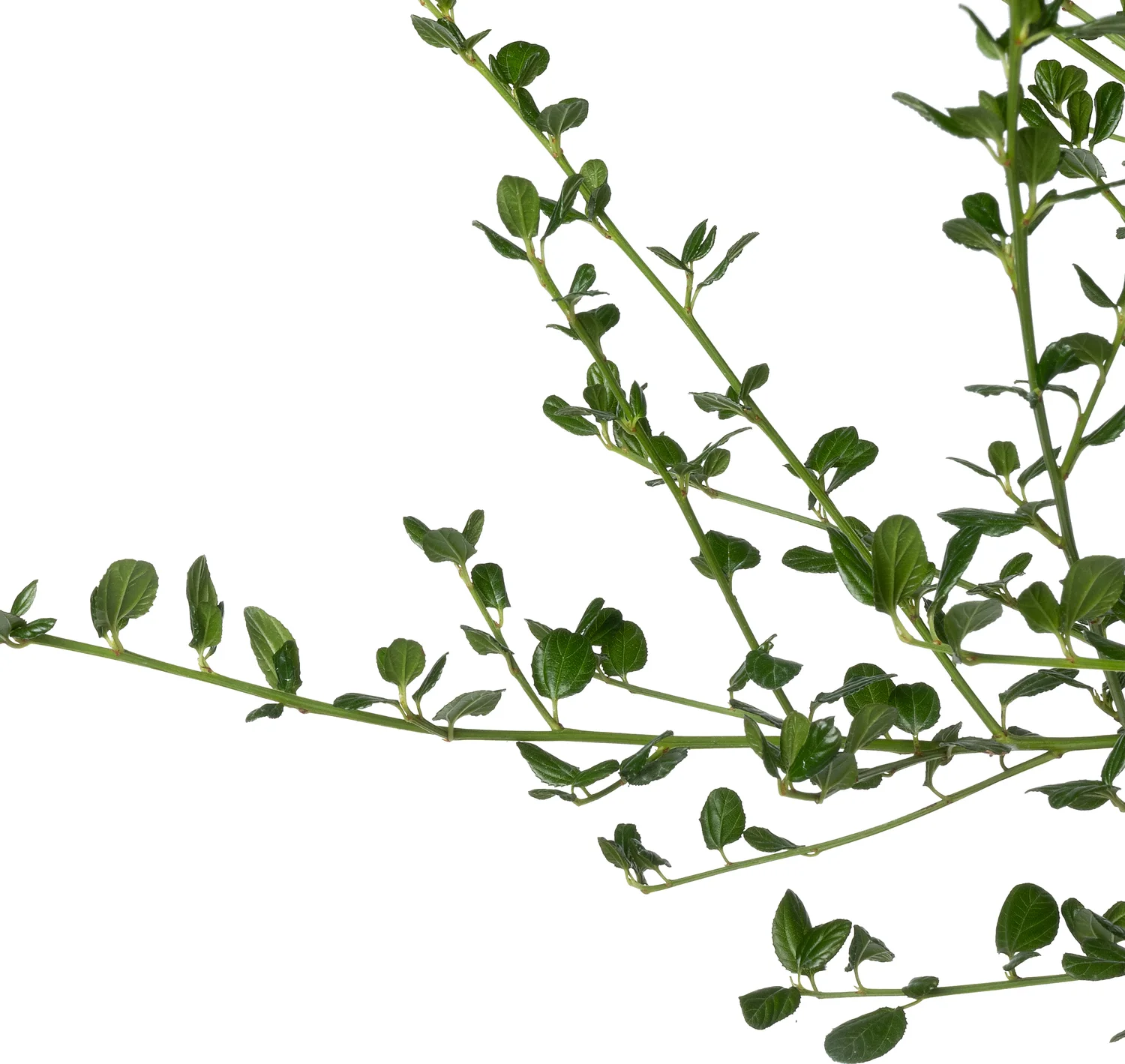 Amerikaanse Sering (Ceanothus impressus 'Victoria') D 23 H 60 cm