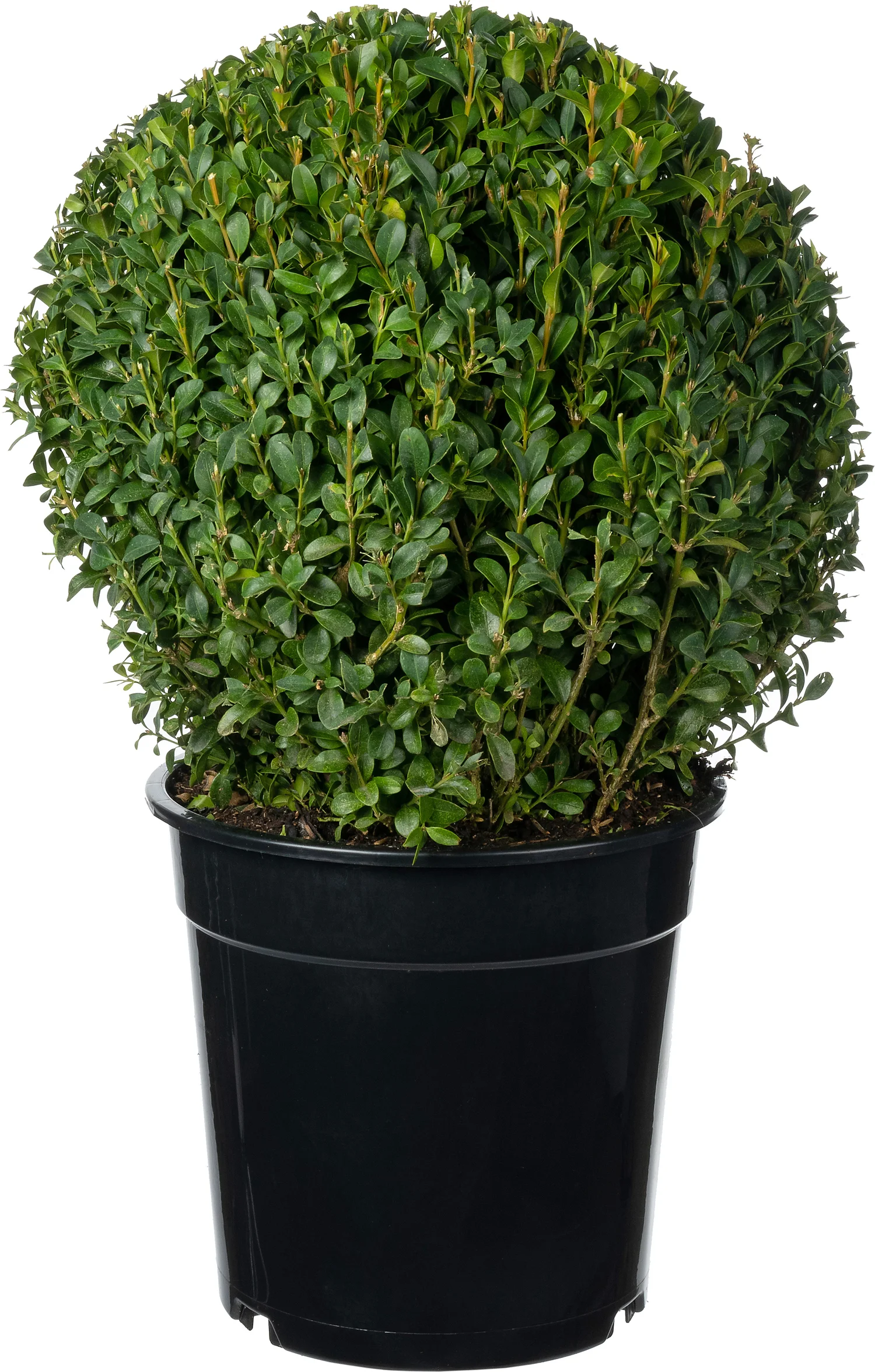 Buxus (Buxus sempervirens) D 23 H 25 cm