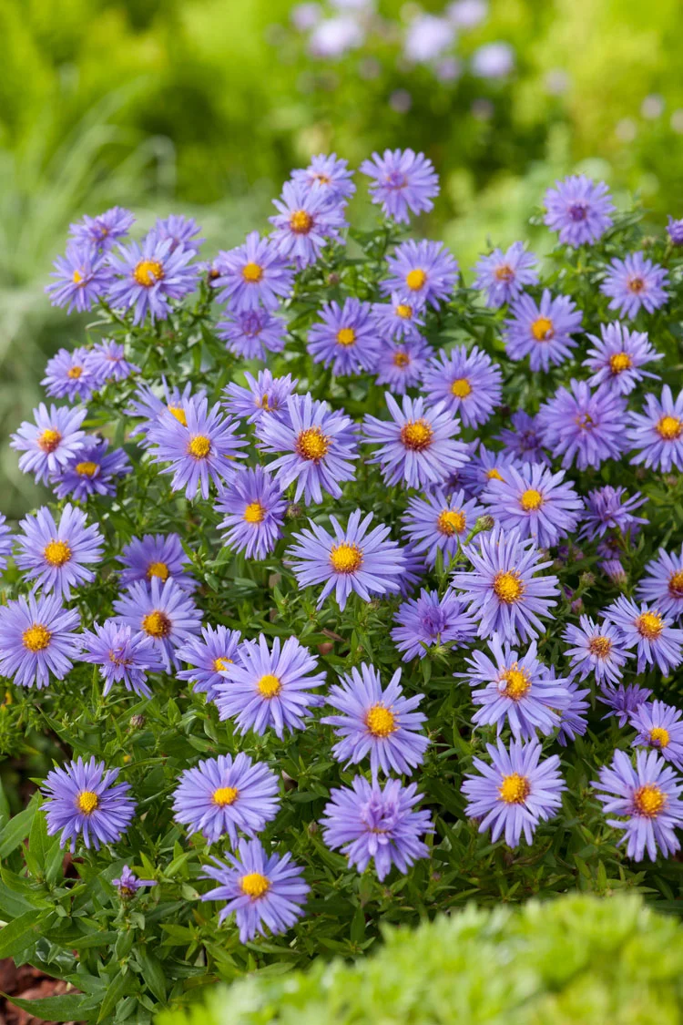 Aster (Aster divaricatus 'Prof. Anton Kippenberg') D 11 H 10 cm