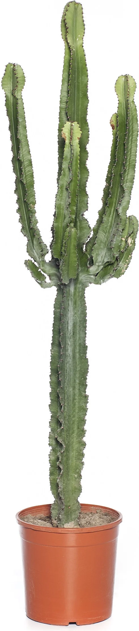 Cowboycactus (Euphorbia ingens) D 24 H 100 cm