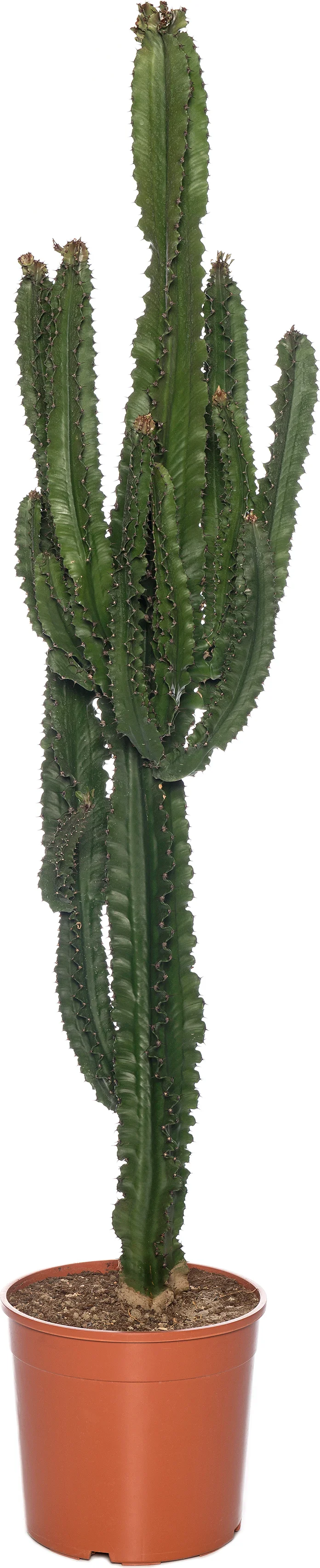 Cowboycactus (Euphorbia ingens) D 30 H 140 cm
