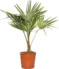 Chinese Waaierpalm (Trachycarpus fortunei) D 29 H 60 cm