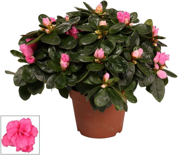 Azalea (Rhododendron luxe 'Bont') D 12 H 25 cm