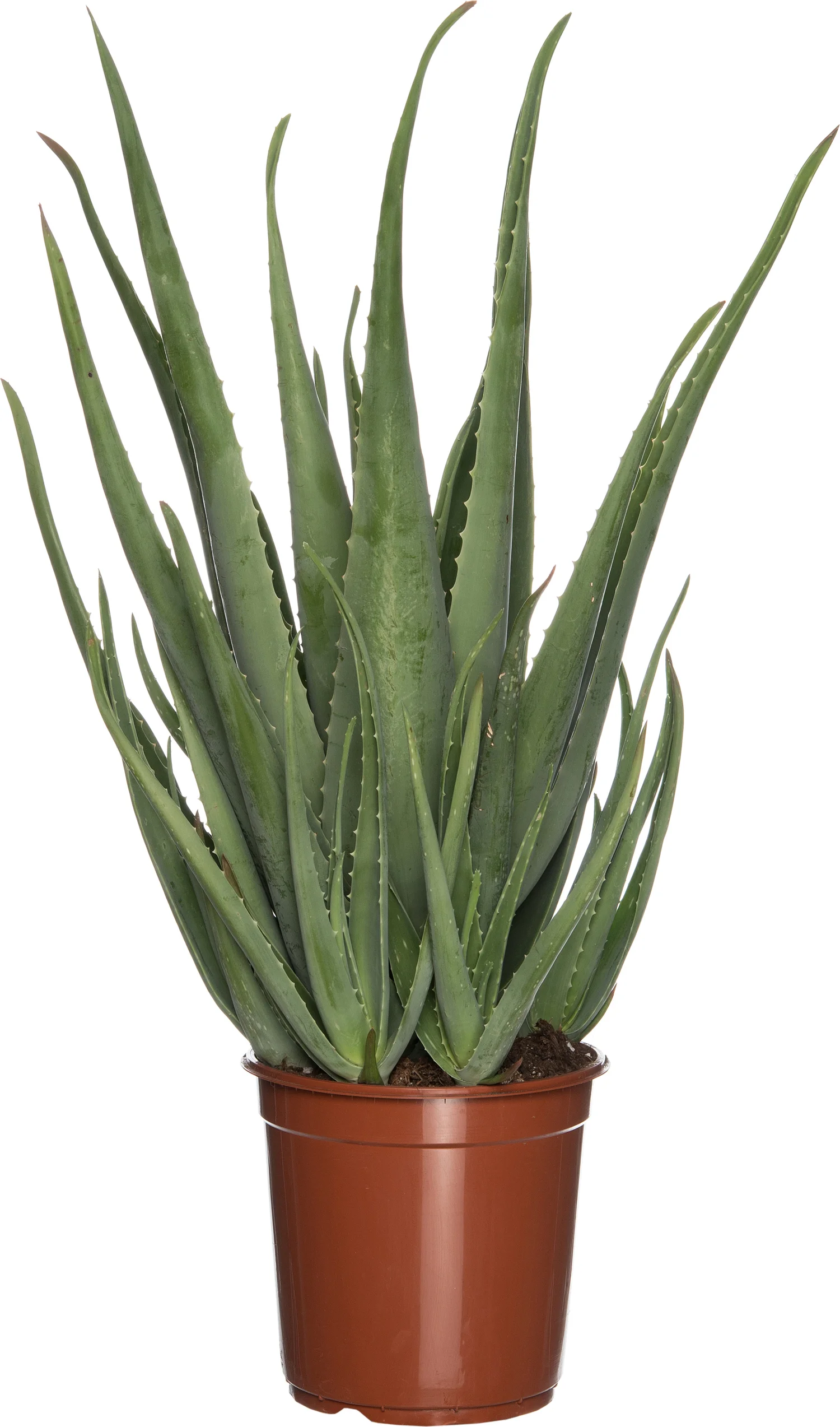 Aloë (Aloë vera) D 24 H 85 cm