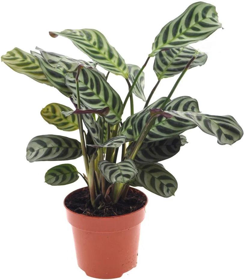 Ctenanthe (Ctenanthe burle-marxii) D 12 H 25 cm