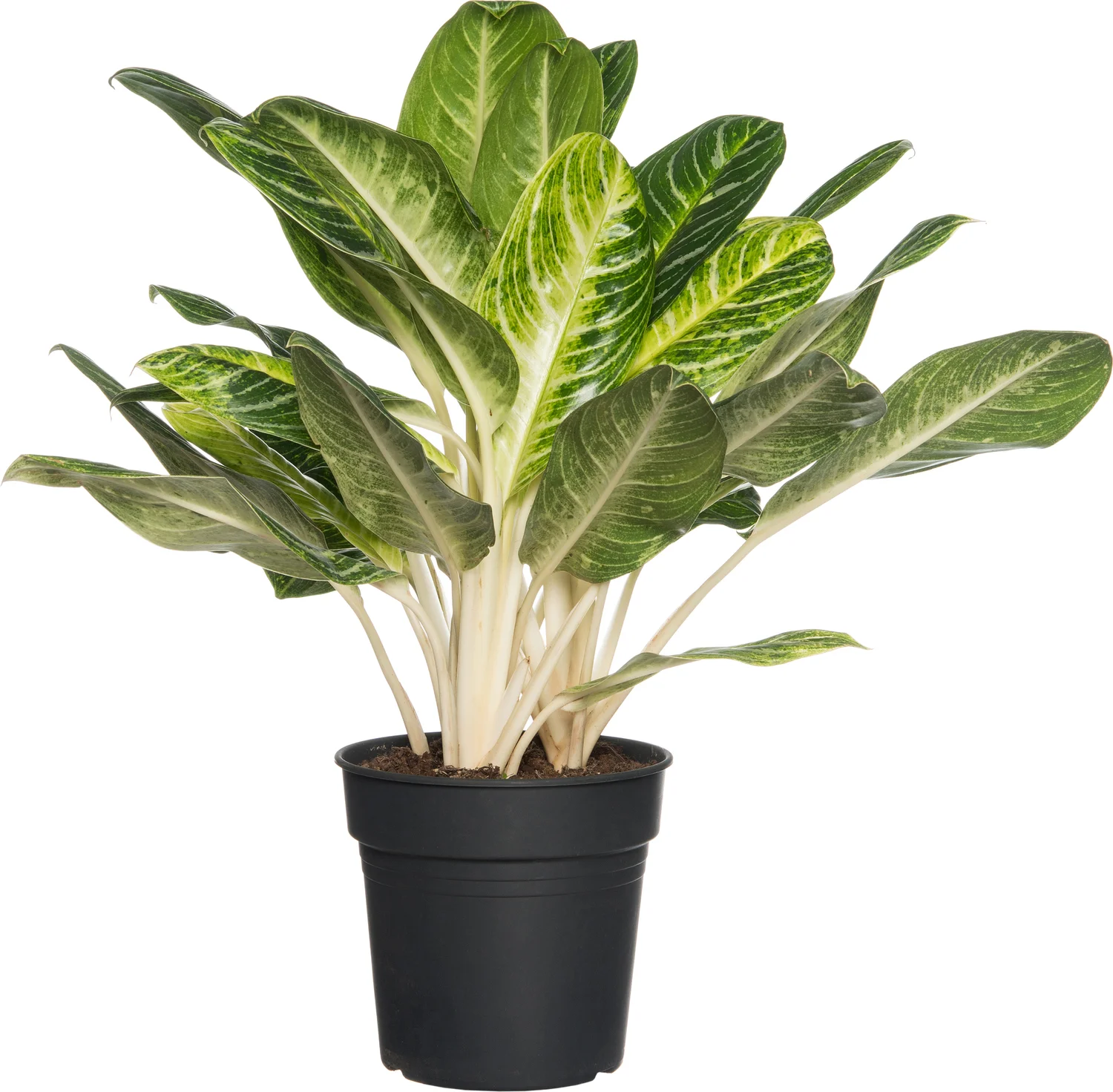 Aglaonema (Aglaonema 'Keylime') D 24 H 70 cm