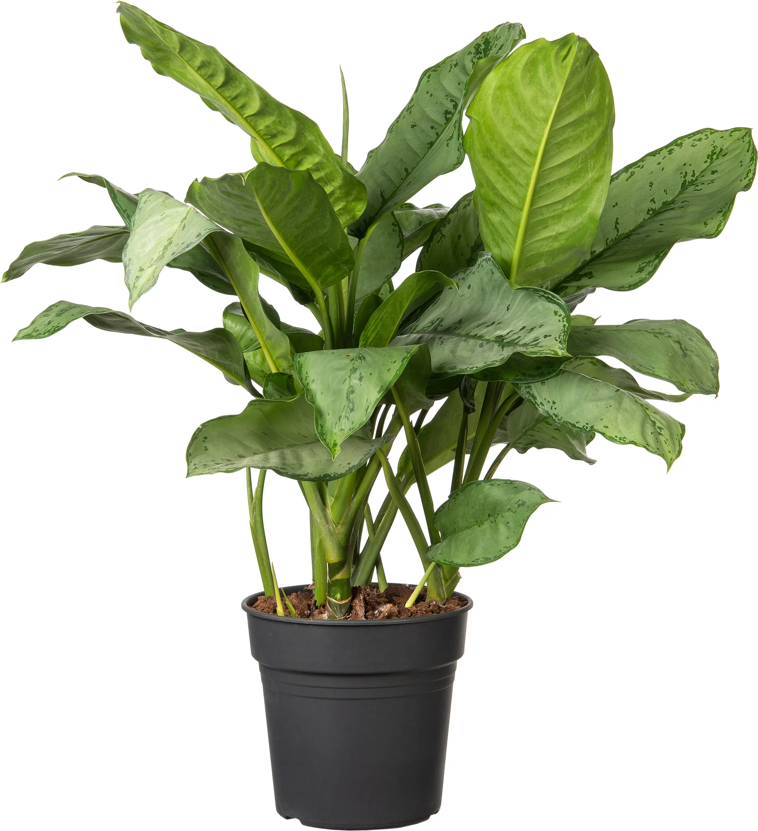 Aglaonema (Aglaonema 'Silver Moon') D 24 H 70 cm