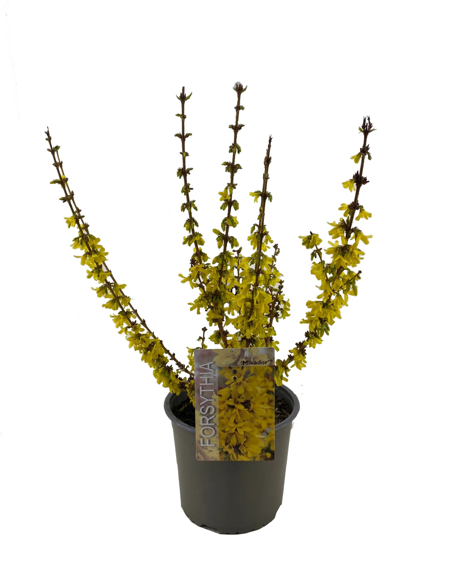 Chinees klokje (Forsythia intermedia 'Mikador') D 19 H 35 cm