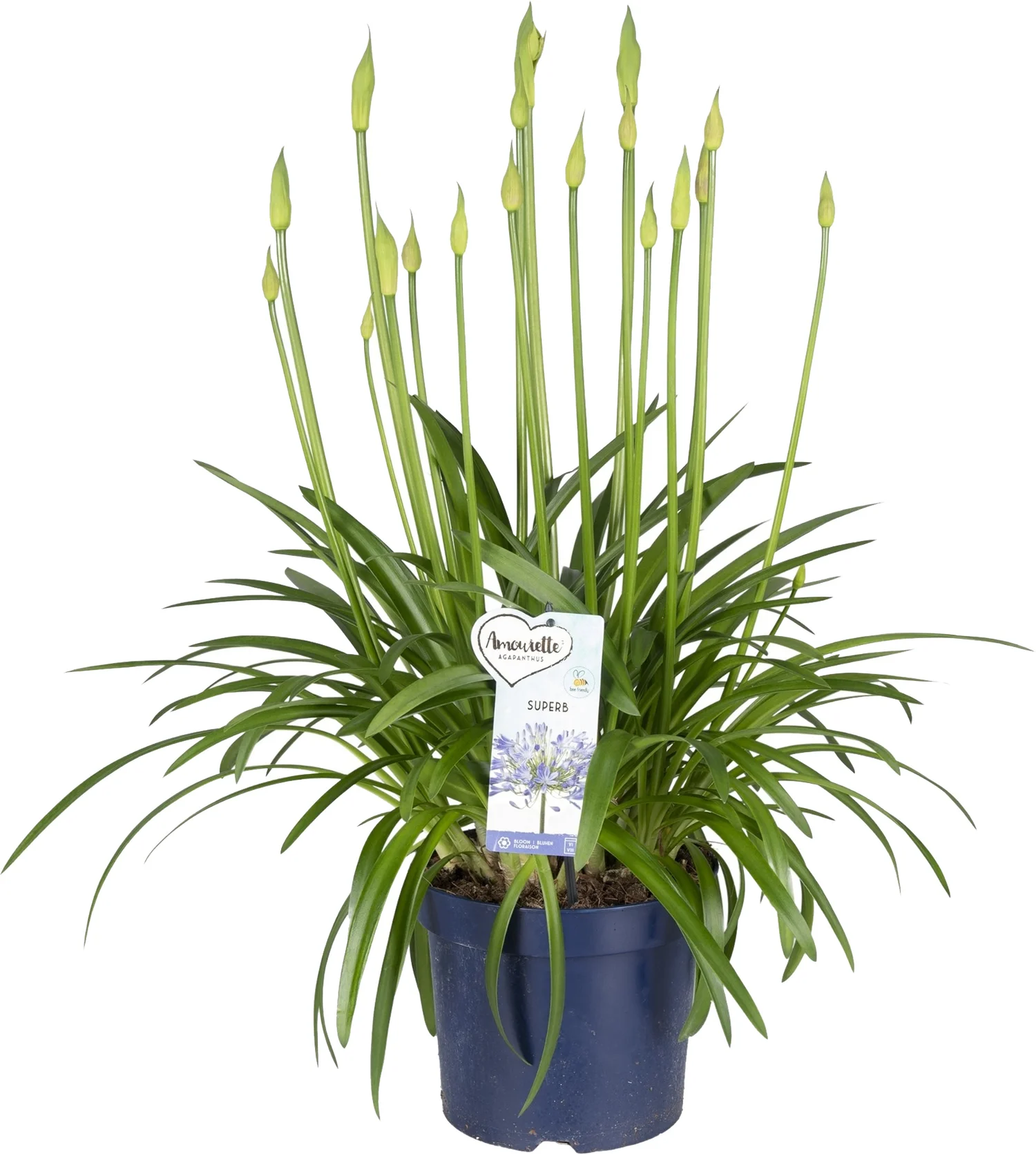 Afrikaanse Lelie (Agapanthus 'Amourette Superb') D 23 H 80 cm