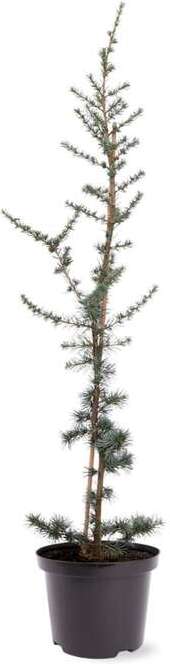 Blauwe Ceder (Cedrus libani 'Glauca') D 23 H 100 cm