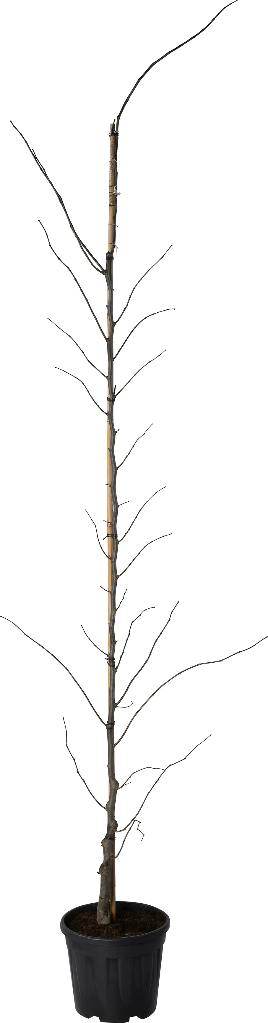 Amerikaanse judasboom (Cercis canadensis 'Forest Pansy' ) D 30 H 200 cm