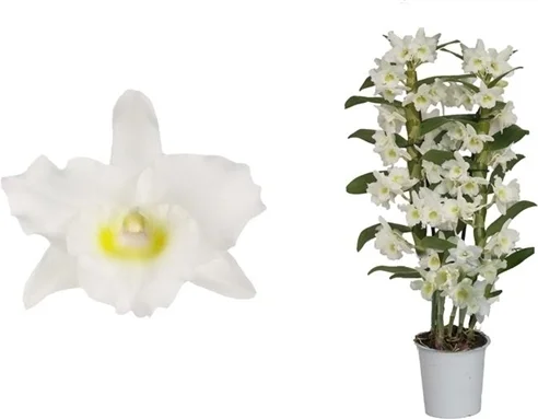 Bamboe orchidee (Dendrobium nobile 'Apollon') 2 tak, D 12 H 50 cm