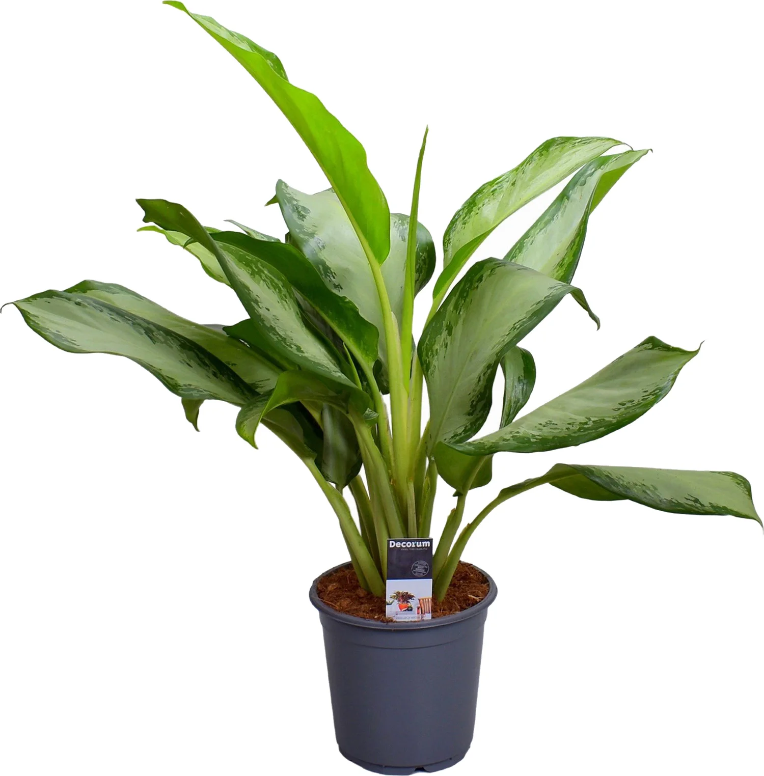 Aglaonema (Aglaonema 'Cleopatra') D 21 H 60 cm