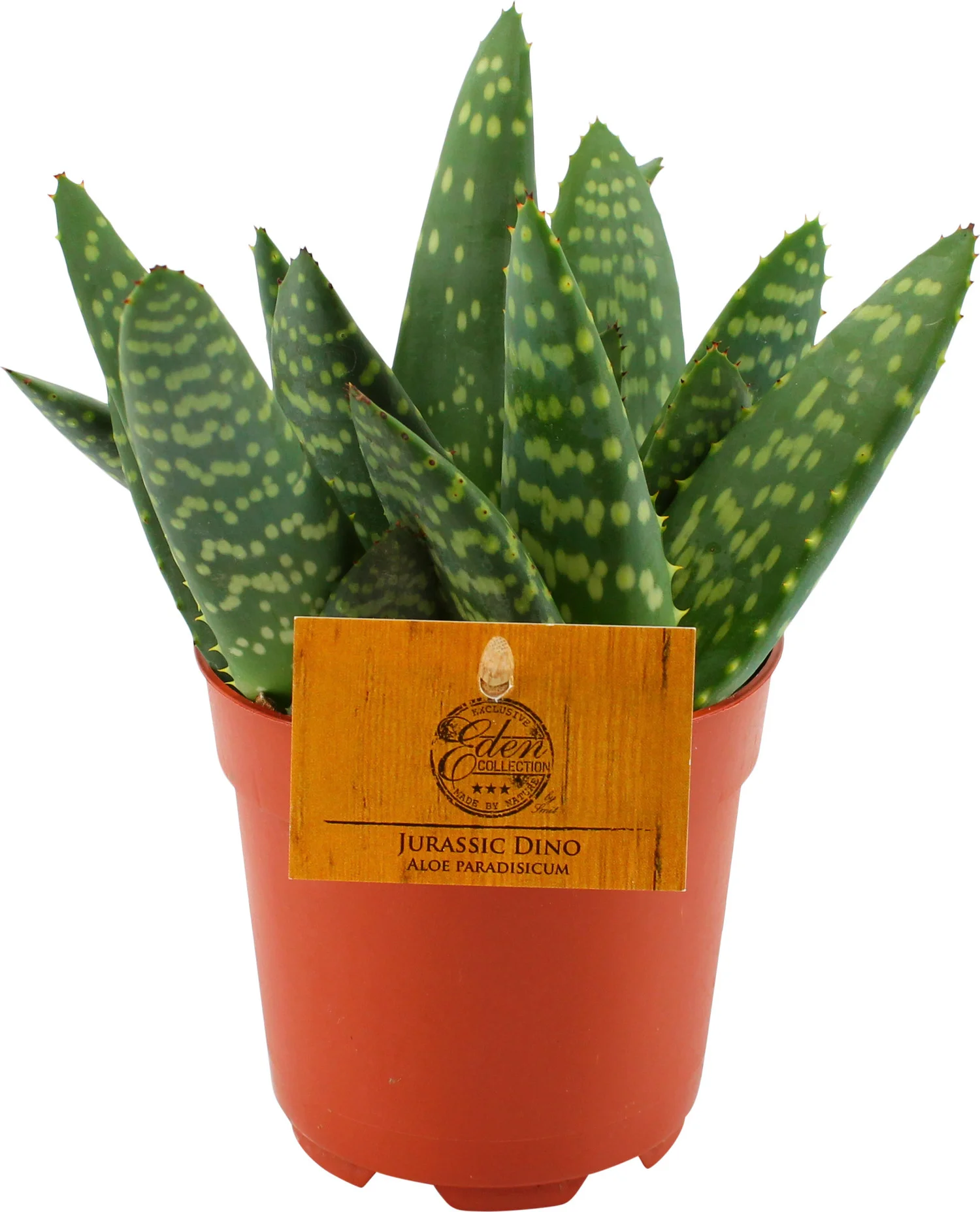 Aloë (Aloe 'Paradisicum') D 10,5 H 15 cm
