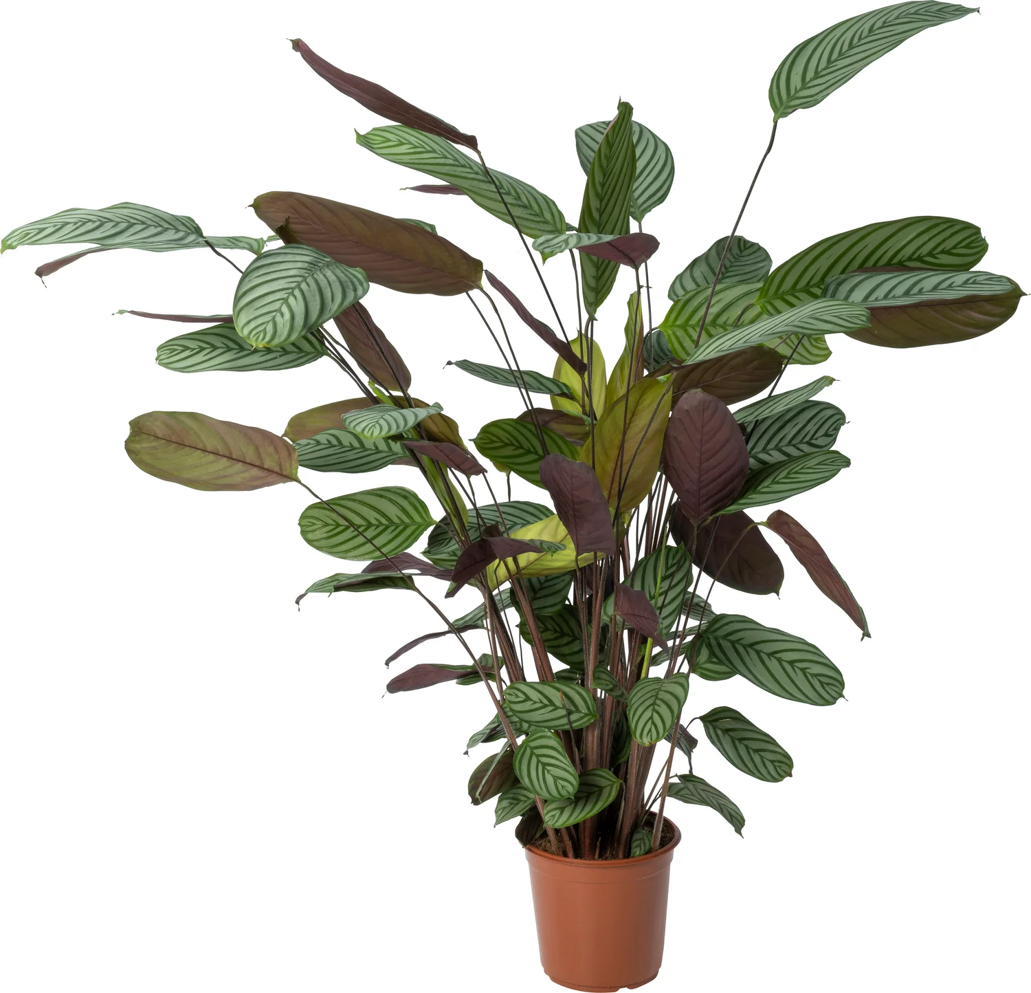 Ctenanthe (Ctenanthe oppenheimiana) D 24 H 130 cm