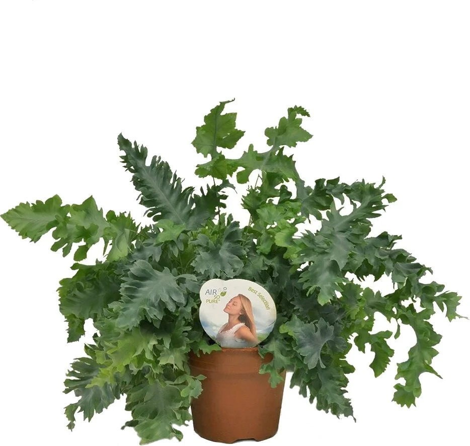 Blauwvaren (Phlebodium aureum 'Davana') D 12 H 35 cm