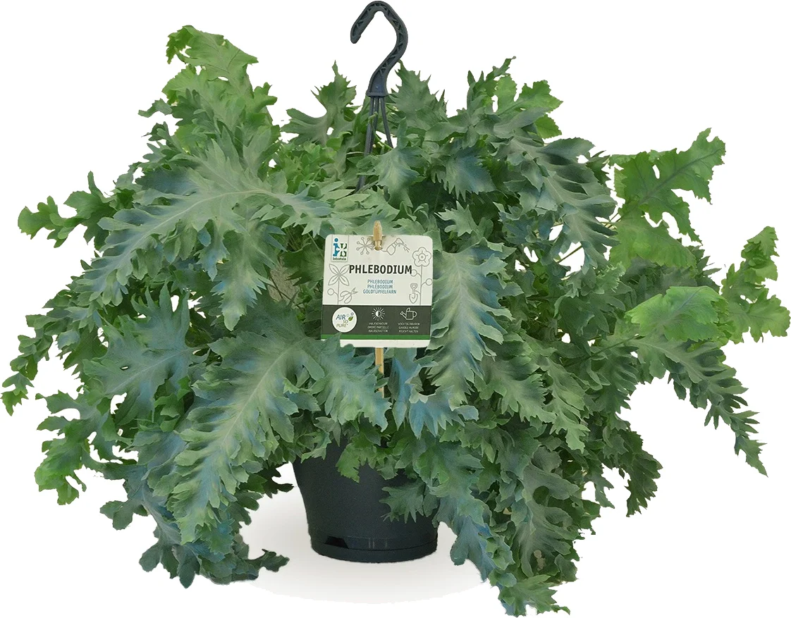 Blauwvaren in hangpot (Phlebodium aureum 'Davana') D 20 H 50 cm