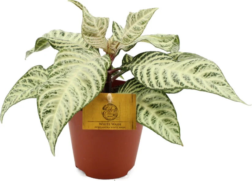 Aphelandra (Aphelandra 'White Wash') D 12 H 30 cm